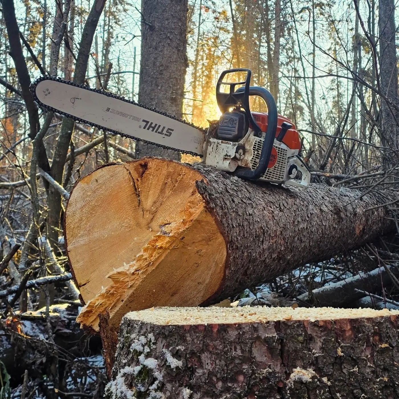 Professional chainsaw and controlled cuts on freshly felled timber during an Alberta tree-removal project