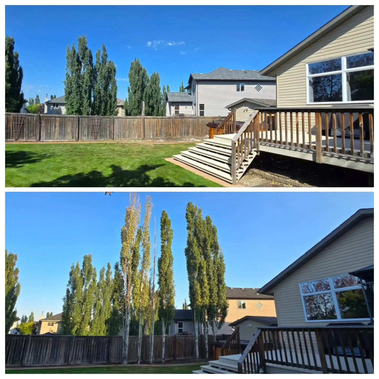 Before and after a residential tree-removal project beside an Alberta home and deck