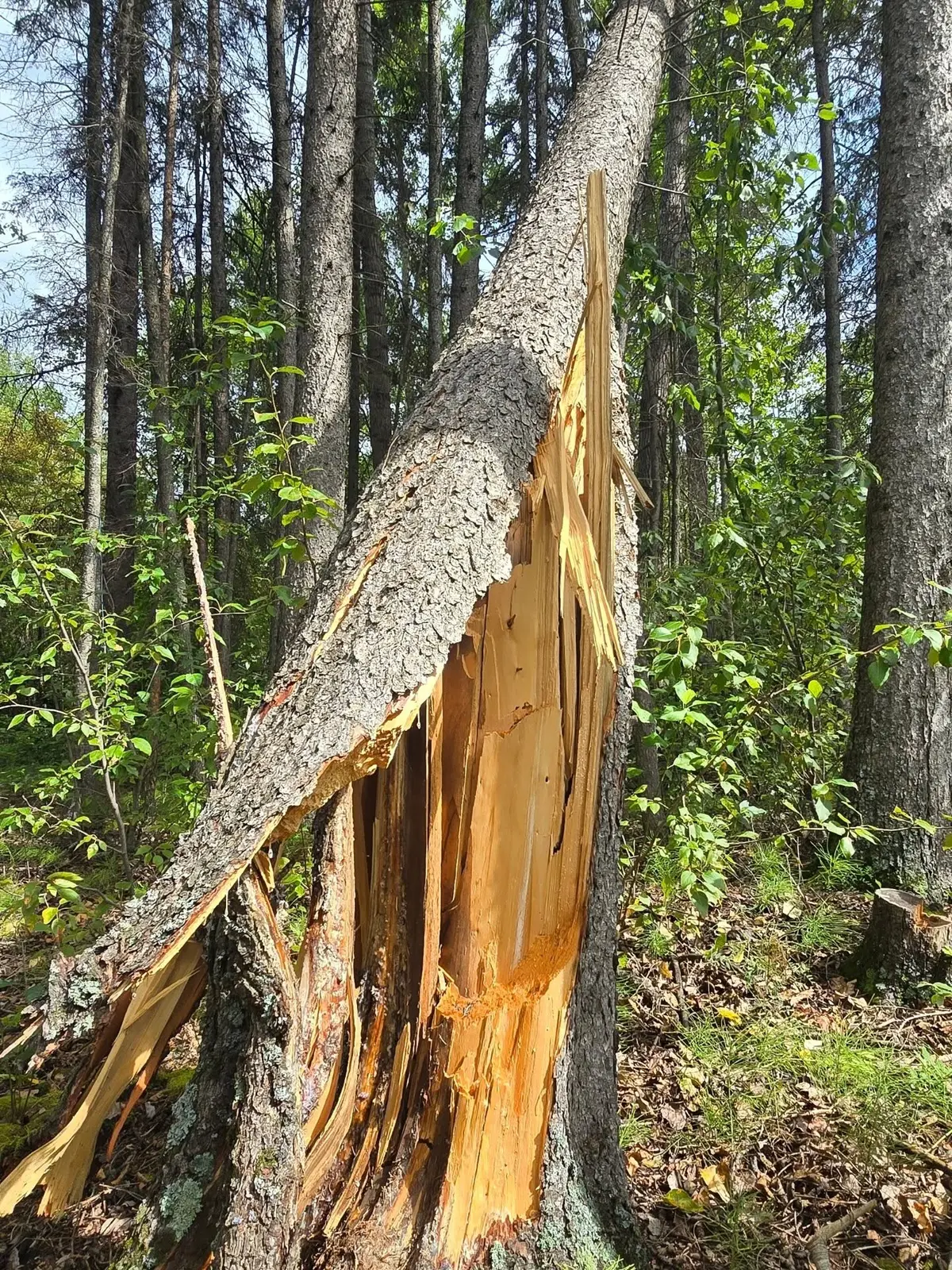 A storm-damaged tree with a snapped and splintered trunk on an Alberta property