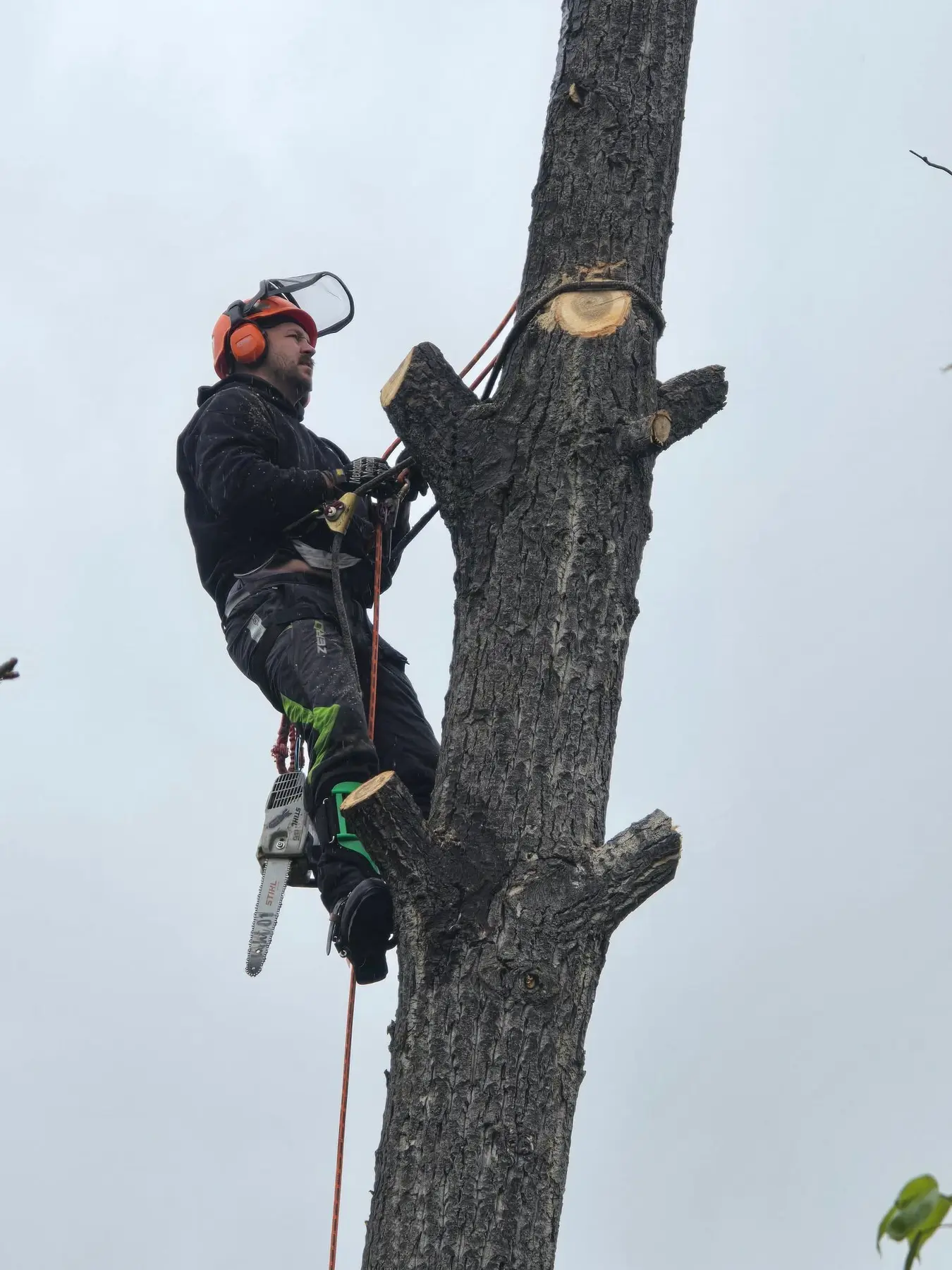 Rafter Seven climber completing a technical sectional tree removal in Alberta