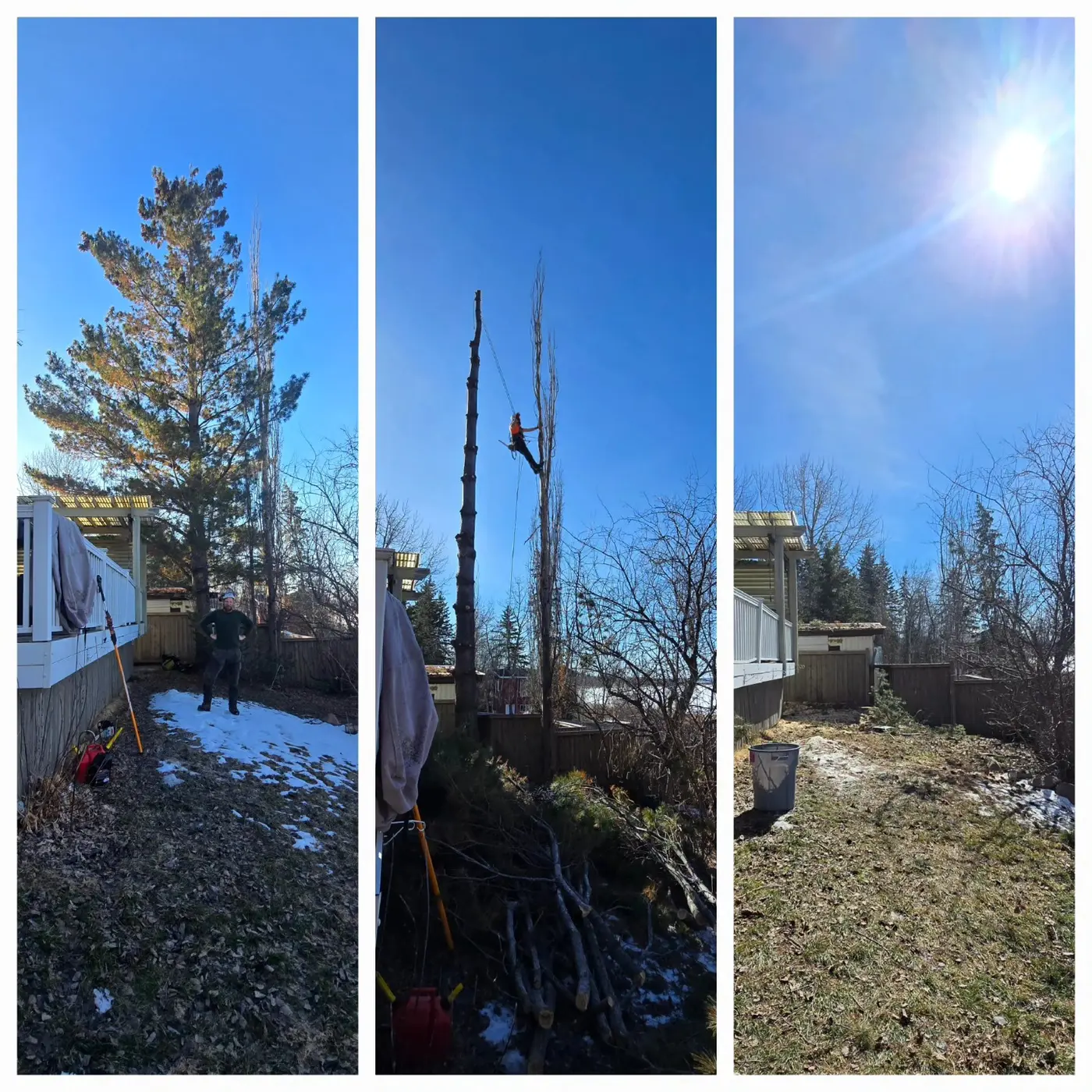 Sequence showing a technical residential tree removal from standing hazard to clear site